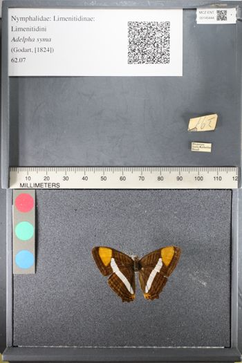 Media type: image;   Entomology 145444